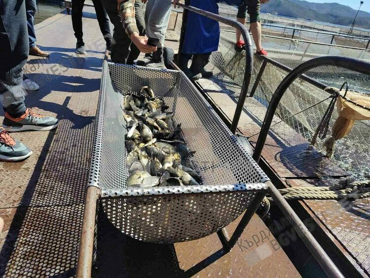 Язовир „Кърджали“ бе зарибен с близо 4 000 шаранчета/снимки/