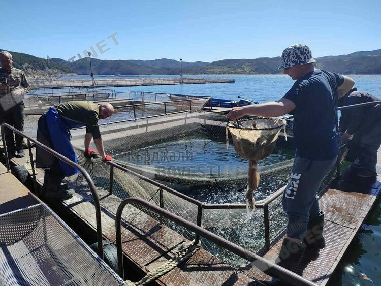 Язовир „Кърджали“ бе зарибен с близо 4 000 шаранчета/снимки/