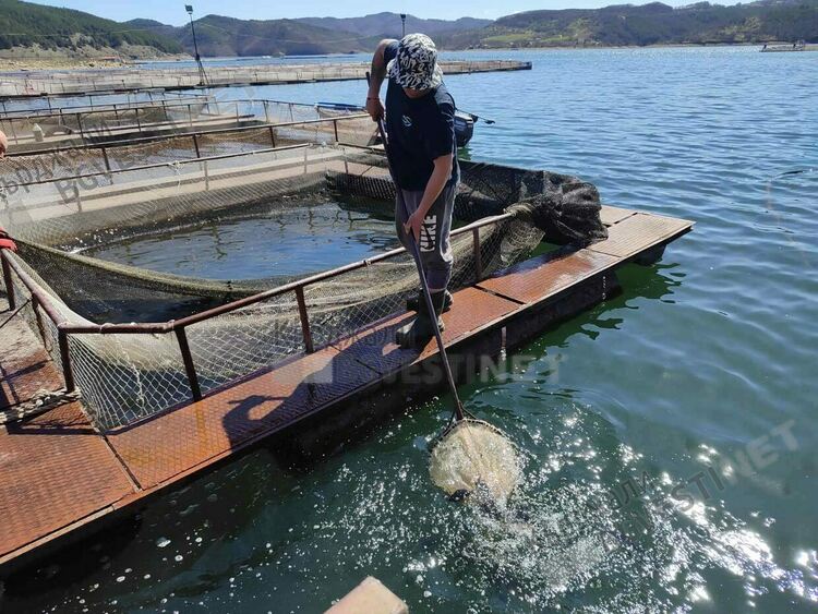 Язовир „Кърджали“ бе зарибен с близо 4 000 шаранчета/снимки/
