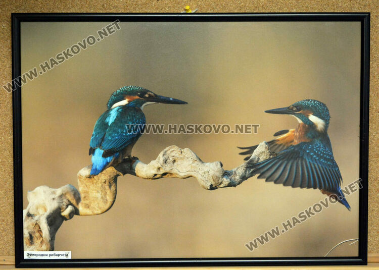 Фотоси на пернатия свят от региона на Хасково украсиха фоайето на Областна администрация