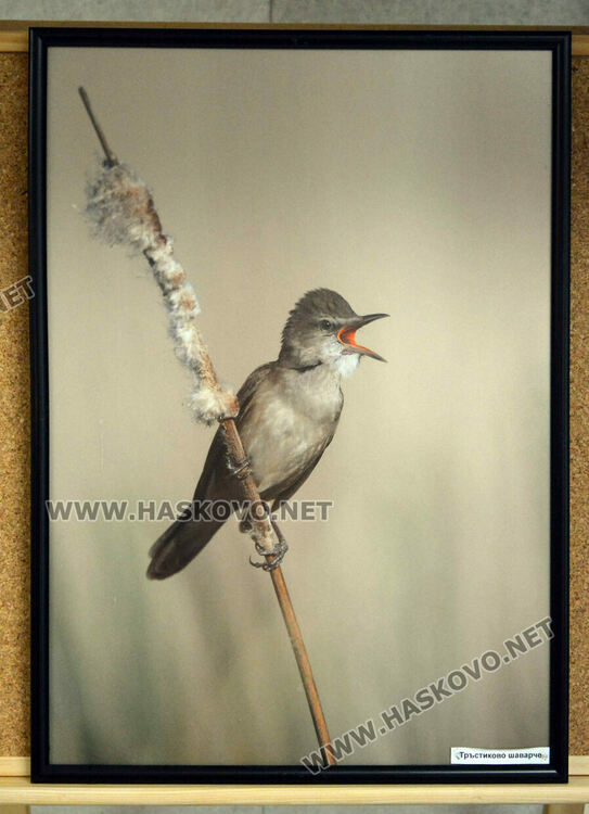 Фотоси на пернатия свят от региона на Хасково украсиха фоайето на Областна администрация