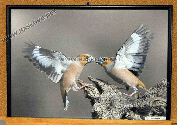 Фотоси на пернатия свят от региона на Хасково украсиха фоайето на Областна администрация