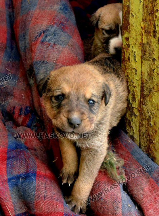 Хасковлийка: Отровиха майка на 6 малки кученца