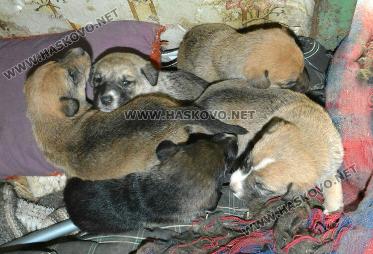 Хасковлийка: Отровиха майка на 6 малки кученца