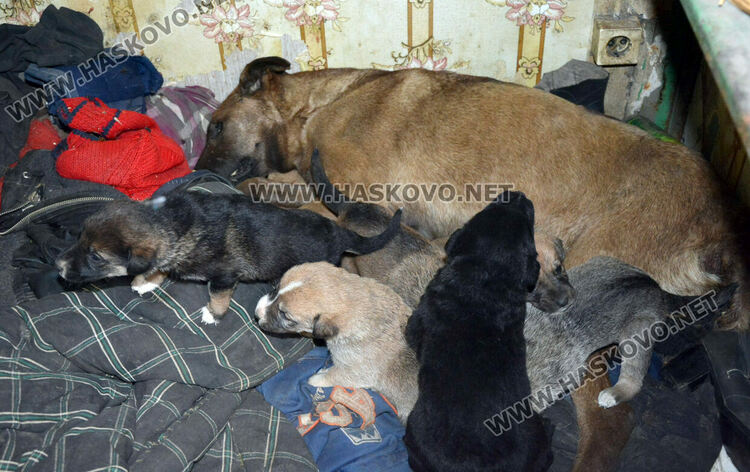 Хасковлийка: Отровиха майка на 6 малки кученца