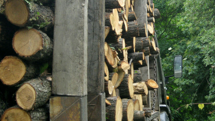 Досъдебно производство за незаконен добив на дърва е започнато от служители на Районното полицейско управление в Радомир