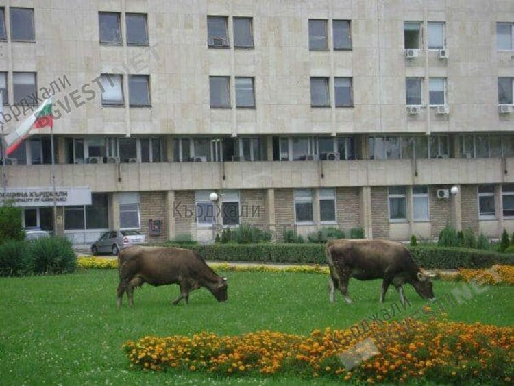 Наредба забранява свободното движение на селскостопански животни в Кърджали,въпреки това се нарушава системно