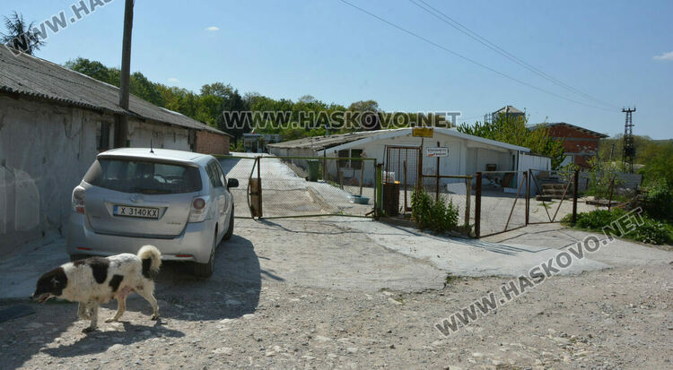 Изтеглят от пазара яйцата от кокошките, заразени с птичи грип край Хасково