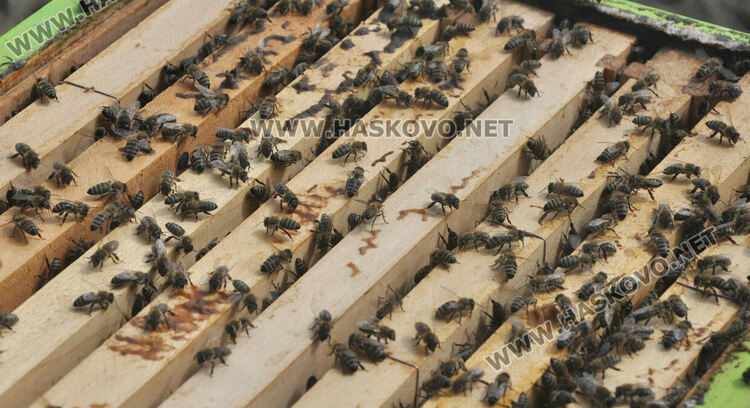 Пчеларите с повишено внимание заради обработка с химикали срещу плевели по жп-линиите на няколко общини