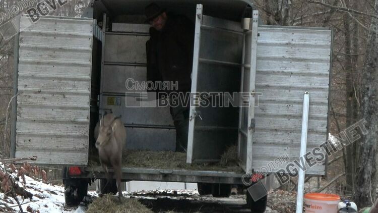 В Ловно стопанство "Кормисош" за първи път очакват бебета козирози
