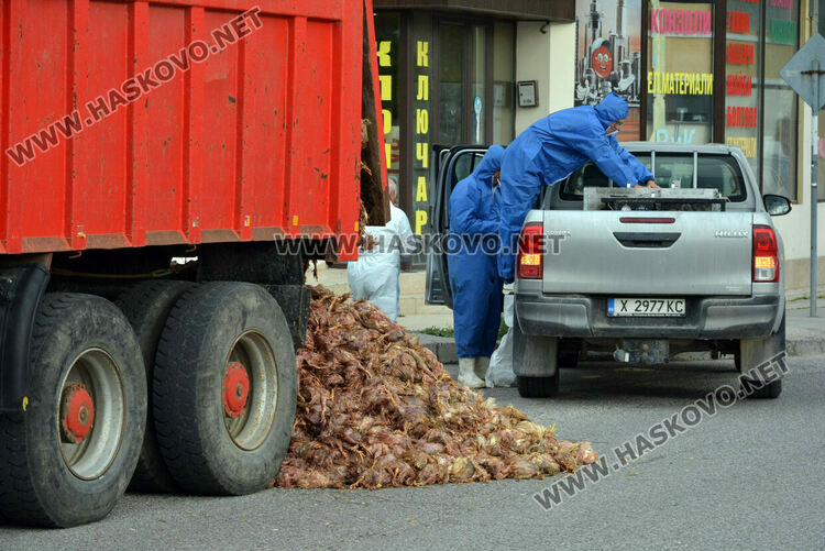 Камион изсипа умрели пилета от фермата с птичи грип в Хасково