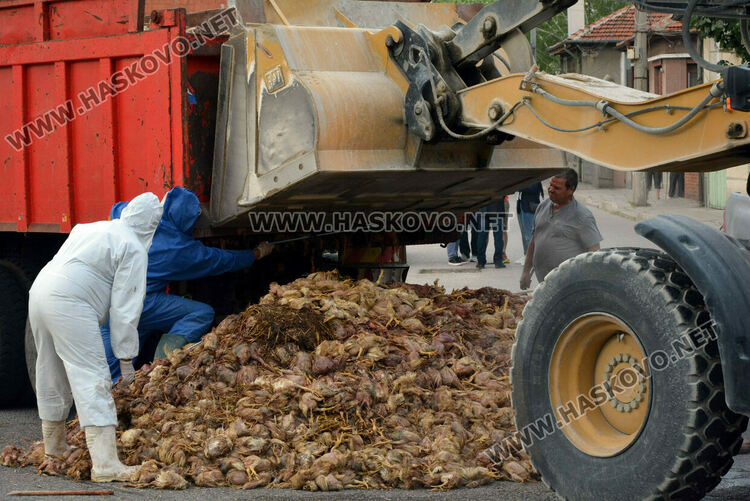 Камион изсипа умрели пилета от фермата с птичи грип в Хасково