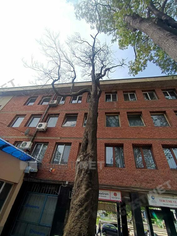 Отстраняват опасен чинар до читалище „Обединение 1913”в Кърджали, намесиха се пожарникари