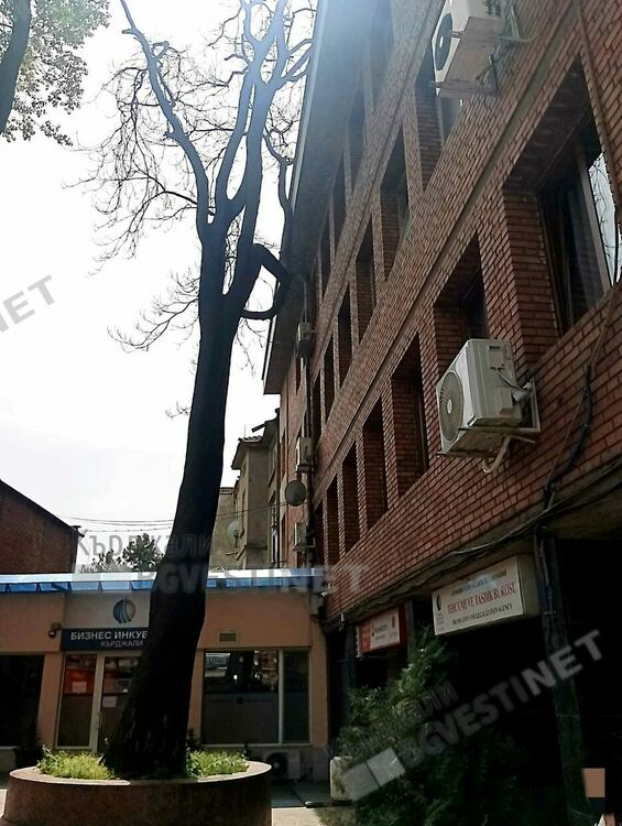 Отстраняват опасен чинар до читалище „Обединение 1913”в Кърджали, намесиха се пожарникари