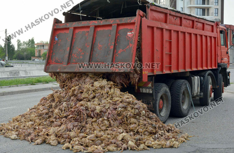 Камион изсипа умрели пилета от фермата с птичи грип в Хасково