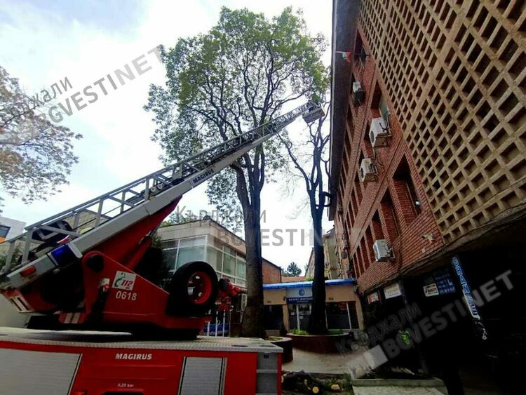 Отстраняват опасен чинар до читалище „Обединение 1913”в Кърджали, намесиха се пожарникари