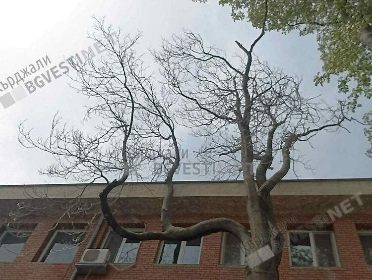 Отстраняват опасен чинар до читалище „Обединение 1913”в Кърджали, намесиха се пожарникари
