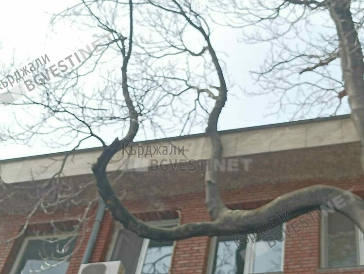 Отстраняват опасен чинар до читалище „Обединение 1913”в Кърджали, намесиха се пожарникари