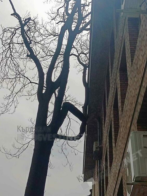 Отстраняват опасен чинар до читалище „Обединение 1913”в Кърджали, намесиха се пожарникари