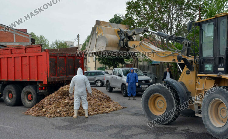 Камион изсипа умрели пилета от фермата с птичи грип в Хасково