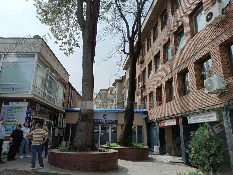 Отстраняват опасен чинар до читалище „Обединение 1913”в Кърджали, намесиха се пожарникари