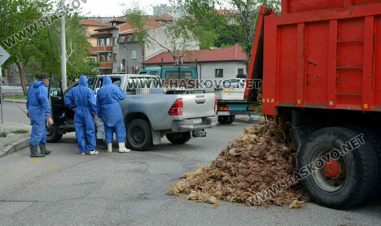 Камион изсипа умрели пилета от фермата с птичи грип в Хасково