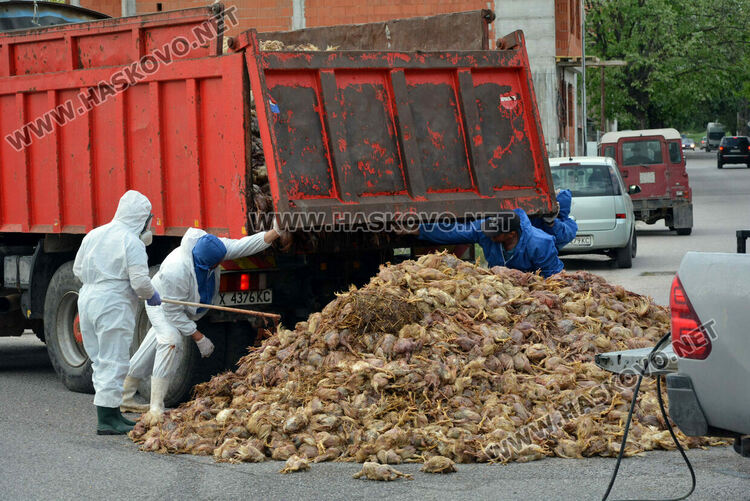 Камион изсипа умрели пилета от фермата с птичи грип в Хасково