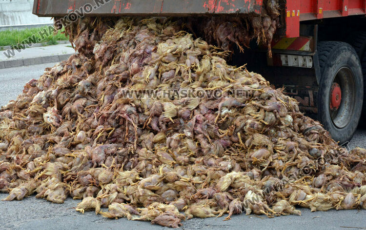 Камион изсипа умрели пилета от фермата с птичи грип в Хасково