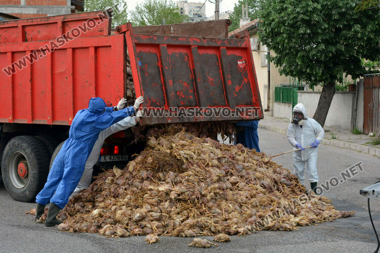 Камион изсипа умрели пилета от фермата с птичи грип в Хасково
