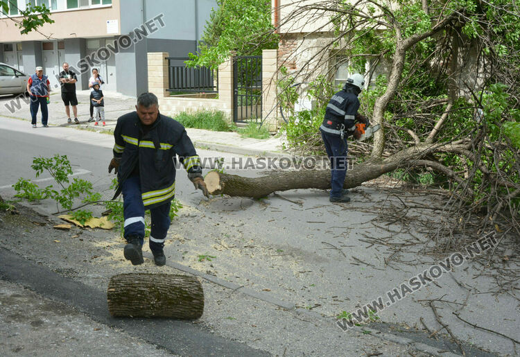  Вятърът стовари част от дърво върху къща
