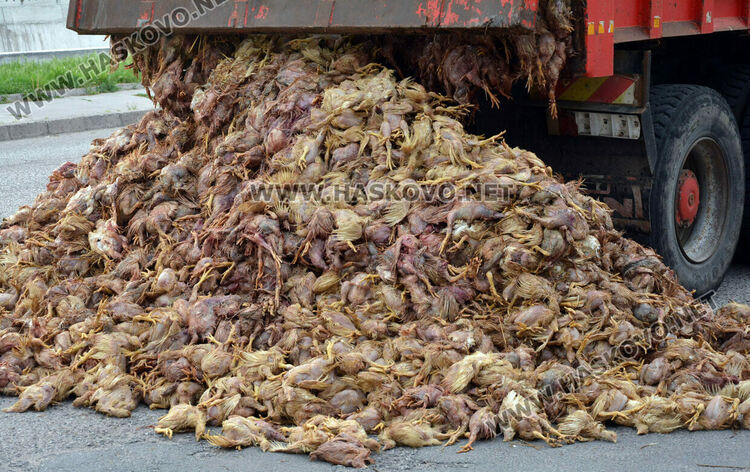 200 лв. глоба за водача на камиона, разсипал умрелите пилета в Хасково