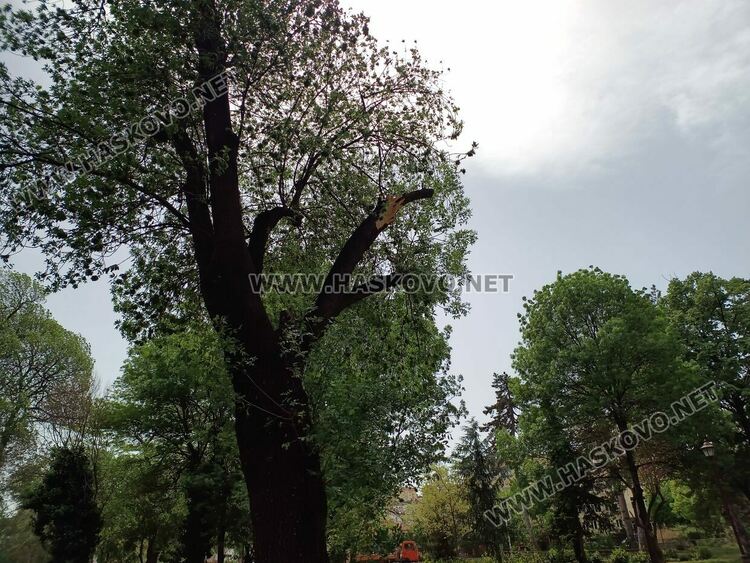 Огромен клон падна върху детска площадка в Градската градина 