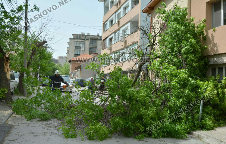  Вятърът стовари част от дърво върху къща