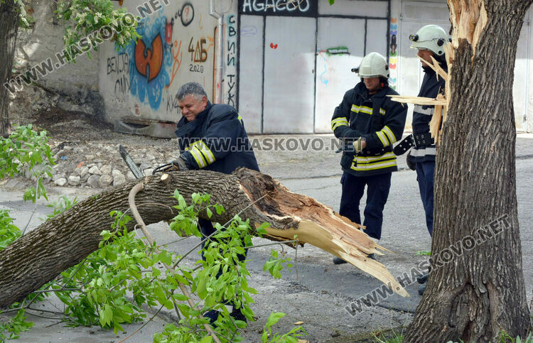  Вятърът стовари част от дърво върху къща