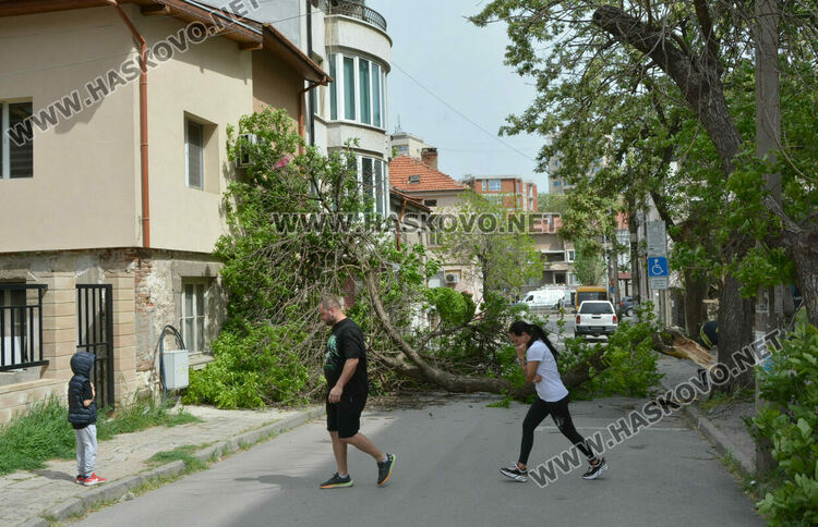  Вятърът стовари част от дърво върху къща