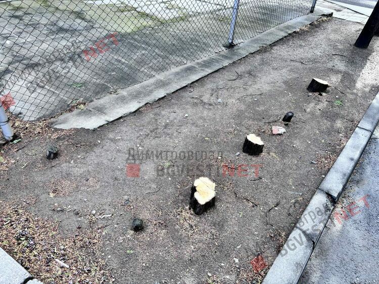 Без разрешение отсякоха 5 дървета в центъра на Димитровград, явно се канят и на други