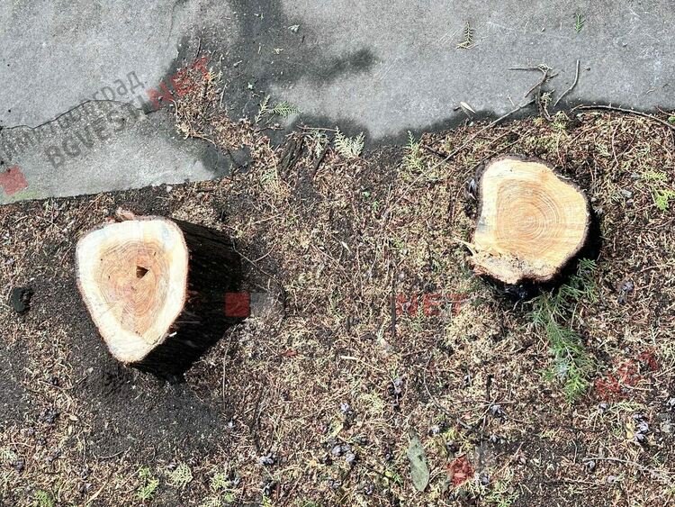 Без разрешение отсякоха 5 дървета в центъра на Димитровград, явно се канят и на други