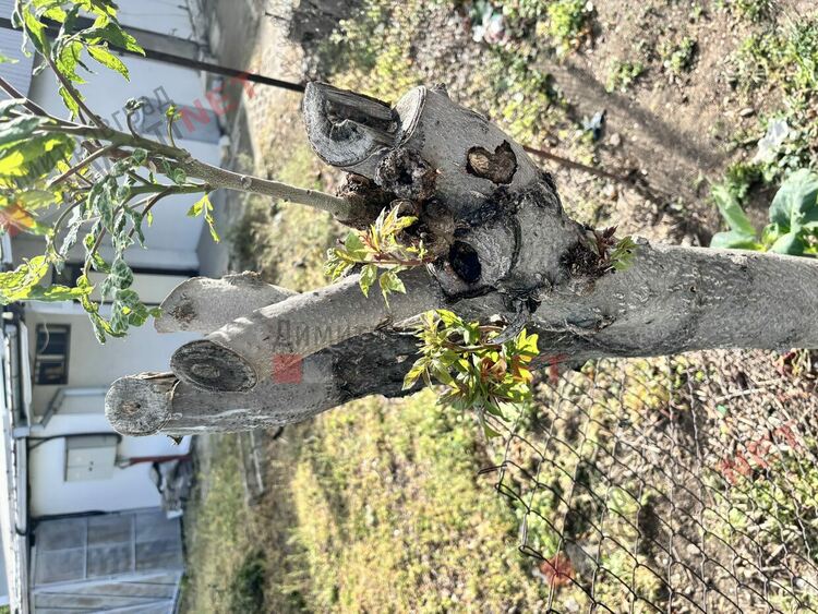 Без разрешение отсякоха 5 дървета в центъра на Димитровград, явно се канят и на други