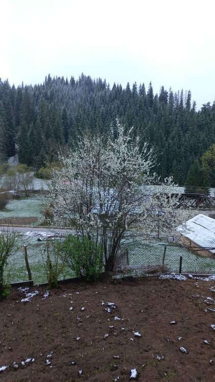 Зимата не иска да си тръгне! Високите части на Родопите побеляха от априлски сняг