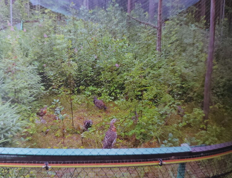 ЮЦДП възражда фермата за изкуствено развъждане на глухари в ДЛС "Извора"