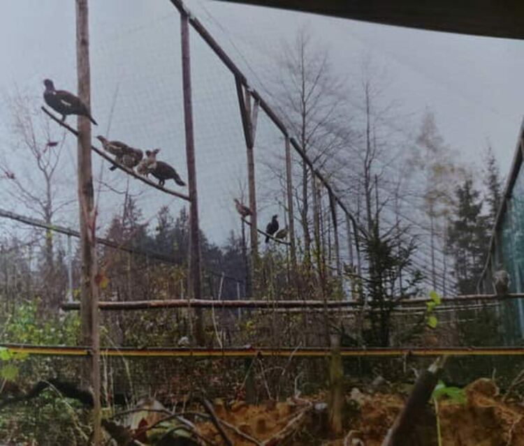 ЮЦДП възражда фермата за изкуствено развъждане на глухари в ДЛС "Извора"