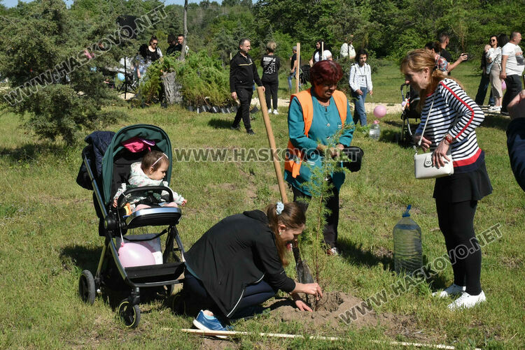 За 14-ти път в Алеята на новия живот в Димитровград засадиха кедрови фиданки