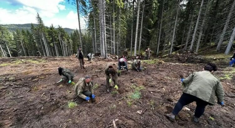 Залесиха шест декара край Доспат, местността пострада от буря преди две години