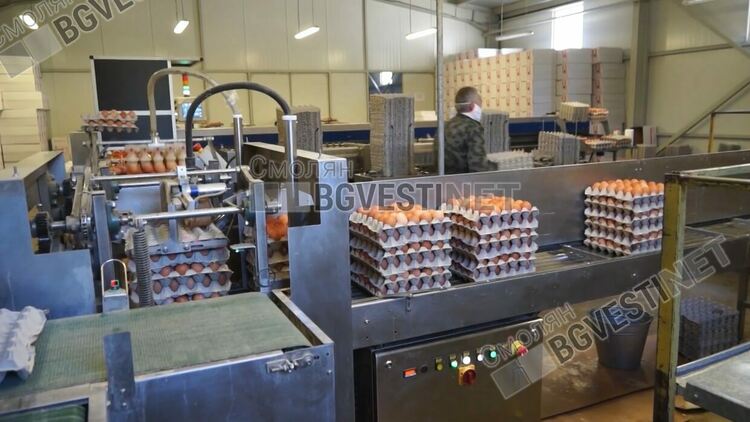 В Смолян най-големият производител свали цените на яйцата с до 10 стотинки