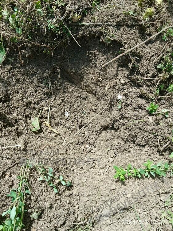 Готвят протест в Бял извор срещу хранилките за диви животни