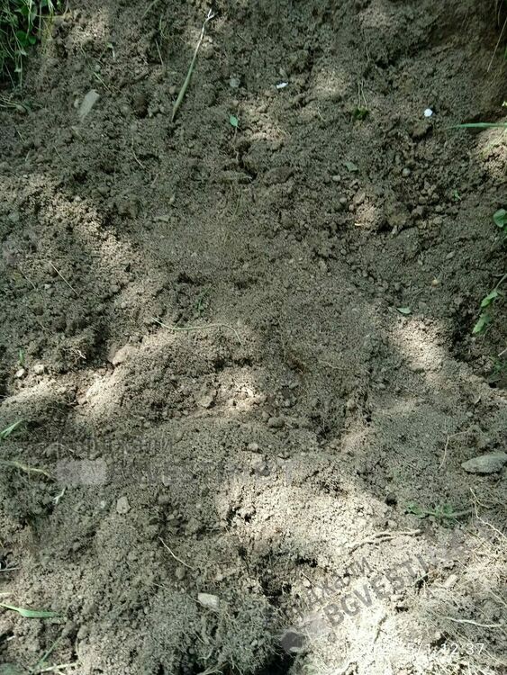 Готвят протест в Бял извор срещу хранилките за диви животни