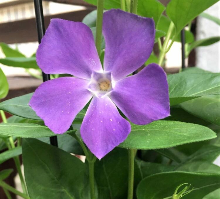 Днес ще бъде предимно слънчево