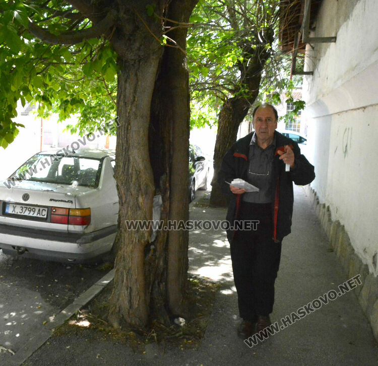 Сигнализираха за опасно дърво в Хасково, Общината ще го премахне