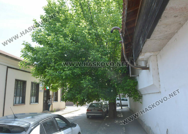 Сигнализираха за опасно дърво в Хасково, Общината ще го премахне