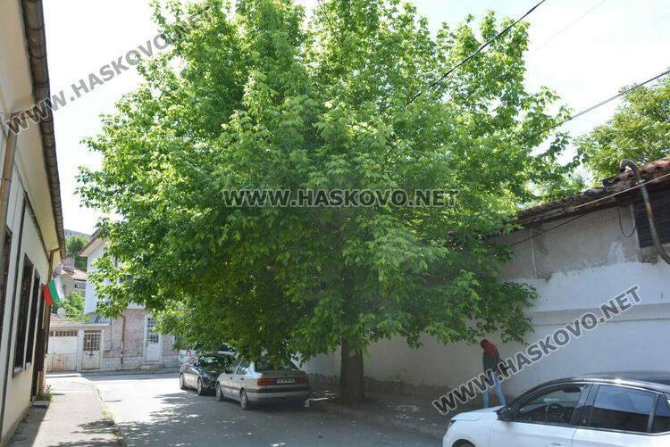 Сигнализираха за опасно дърво в Хасково, Общината ще го премахне
